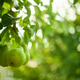 Ripe green pears dangle from a leafy branch Ripe green pears dangle from a leafy branch - PhotoDune Item for Sale