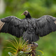 Black Vulture Perched with Wings Spread (Coragyps atratus) Black Vulture Perched with Wings Spread (Coragyps atratus) - PhotoDune Item for Sale