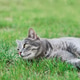Gray tabby cat resting on green grass in summer Gray tabby cat resting on green grass in summer - PhotoDune Item for Sale