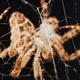 Macro close up spider on a web Macro close up spider on a web - PhotoDune Item for Sale