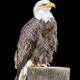 American Bald Eagle on black background American Bald Eagle on black background - PhotoDune Item for Sale