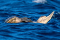 Olive ridley sea turtles or Lepidochelys olivacea performs mating ritual Olive ridley sea turtles or Lepidochelys olivacea performs mating ritual - PhotoDune Item for Sale