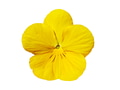 Viola Yellow Pansy Flower Isolated on White Background. Object with clipping path. Viola Yellow Pansy Flower Isolated on White Background. Object with clipping path. - PhotoDune Item for Sale