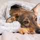 Cozy pet resting warmly under a soft blanket on a winter day at home Cozy pet resting warmly under a soft blanket on a winter day at home - PhotoDune Item for Sale