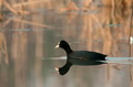Coot (Fulica atra) swimming on the lake Coot (Fulica atra) swimming on the lake - PhotoDune Item for Sale