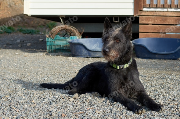 Brown Schnauzer Lab Mix Terrier German Shepherd And Schnauzer Mix