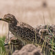 Spotted thick-knee Spotted thick-knee - PhotoDune Item for Sale