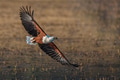 Fish Eagle flyby Fish Eagle flyby - PhotoDune Item for Sale