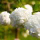 white viburnum flowers Boule des Neiges. ornamental shrub. garden decoration. photos for your white viburnum flowers Boule des Neiges. ornamental shrub. garden decoration. photos for your - PhotoDune Item for Sale