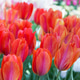 Background of colorful fresh tulips Background of colorful fresh tulips - PhotoDune Item for Sale