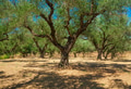 Olive trees in the garden. Agriculture in Greece. Olive trees in the garden. Agriculture in Greece. - PhotoDune Item for Sale