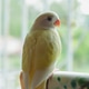 Pets in the house, cute little yellow birds. Pets in the house, cute little yellow birds. - PhotoDune Item for Sale