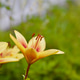 Large orange lilies in the flower garden Large orange lilies in the flower garden - PhotoDune Item for Sale