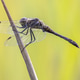 Black Darter Dragonfly basking in the Sun Black Darter Dragonfly basking in the Sun - PhotoDune Item for Sale