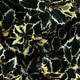 Floral background with green holly leaves.Natural pattern. Floral background with green holly leaves.Natural pattern. - PhotoDune Item for Sale