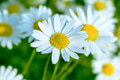 Blooming white daisy on the summer meadow background Blooming white daisy on the summer meadow background - PhotoDune Item for Sale