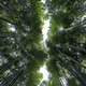 Looking Up Through a Bamboo Forest Canopy Looking Up Through a Bamboo Forest Canopy - PhotoDune Item for Sale