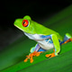 Red-eyed Treefrog on a Leaf at Night in Costa Rica Red-eyed Treefrog on a Leaf at Night in Costa Rica - PhotoDune Item for Sale
