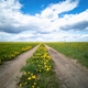 Empty road through a field with dandelions. Bright sky with clouds over the road. Empty road through a field with dandelions. Bright sky with clouds over the road. - PhotoDune Item for Sale