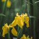 Yellow flowers. Background. Nature. Summer time. blossom Yellow flowers. Background. Nature. Summer time. blossom - PhotoDune Item for Sale