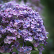 Purple hydrangea flowers in rain Purple hydrangea flowers in rain - PhotoDune Item for Sale