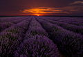 Lavender field Lavender field - PhotoDune Item for Sale