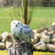 Snowy owl Snowy owl - PhotoDune Item for Sale