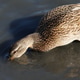 Close up young female wild duck looking for food in the water in the lake Close up young female wild duck looking for food in the water in the lake - PhotoDune Item for Sale