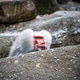 Baboon in zoo enclosure displaying social behavior and curiosity Baboon in zoo enclosure displaying social behavior and curiosity - PhotoDune Item for Sale