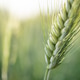 Close Up of Green Wheat Ear in Early Growth Stage Close Up of Green Wheat Ear in Early Growth Stage - PhotoDune Item for Sale