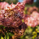 Pink hydrangea flowers in full bloom with soft petals and green leaves Pink hydrangea flowers in full bloom with soft petals and green leaves - PhotoDune Item for Sale