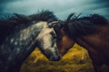 Two beautiful Icelandic horses bonding Two beautiful Icelandic horses bonding - PhotoDune Item for Sale