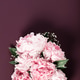 Pink Peony Floral Cone Against Burgundy Background Pink Peony Floral Cone Against Burgundy Background - PhotoDune Item for Sale