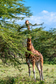 Ugandan giraffe browses in savannah Ugandan giraffe browses in savannah - PhotoDune Item for Sale