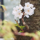 Cherry Blossom Cherry Blossom - PhotoDune Item for Sale