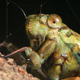 Cicada in The Night Cicada in The Night - PhotoDune Item for Sale