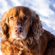 Portrait of an English Cocker Spaniel. Portrait of a ginger dog on a background of snow. CUTE PETS Portrait of an English Cocker Spaniel. Portrait of a ginger dog on a background of snow. CUTE PETS - PhotoDune Item for Sale