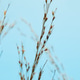 Dry reed, reed seeds. Golden reed grass in the sun against the blue sky ...