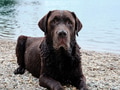 Portrait of a labrador retriever lying on pebbles on the shore of a lake Portrait of a labrador retriever lying on pebbles on the shore of a lake - PhotoDune Item for Sale