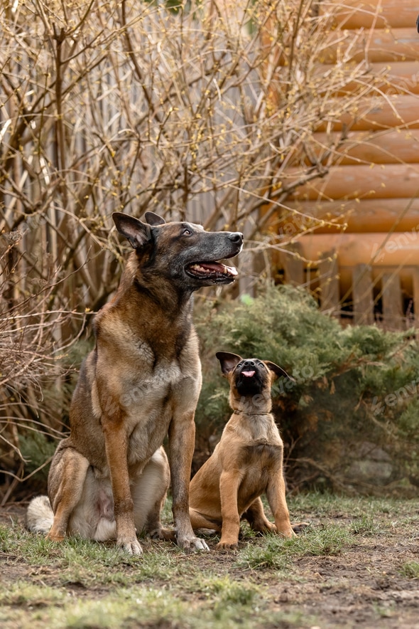 Belgian Malinois and Adult dog together Stock Photo by
