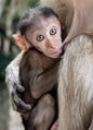 Mother and child Macaque monkey in the batu caves of malaysia Mother and child Macaque monkey in the batu caves of malaysia - PhotoDune Item for Sale