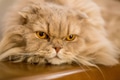 Close-up of domestic cat Close-up of domestic cat - PhotoDune Item for Sale