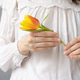 woman in light-colored clothes holds a yellow-red tulip in her hands. minimalism. happy birthday woman in light-colored clothes holds a yellow-red tulip in her hands. minimalism. happy birthday - PhotoDune Item for Sale
