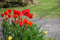 Bloomed red tulips in a garden during spring time. Background with copy space. Bloomed red tulips in a garden during spring time. Background with copy space. - PhotoDune Item for Sale