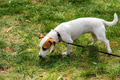 Cute jack russel puppy pet dog looks for something on the grass Cute jack russel puppy pet dog looks for something on the grass - PhotoDune Item for Sale