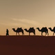 Caravan of camels in the desert at sunrise Caravan of camels in the desert at sunrise - PhotoDune Item for Sale