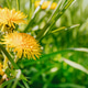 Yellow Dandelion Flowers Growing In Grass Yellow Dandelion Flowers Growing In Grass - PhotoDune Item for Sale