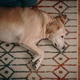 Older Dog Older Dog - PhotoDune Item for Sale