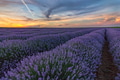 Lavender field Lavender field - PhotoDune Item for Sale