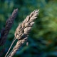 Macro Grass Strand in the Sun Macro Grass Strand in the Sun - PhotoDune Item for Sale